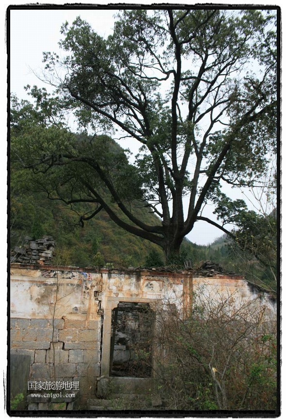 仁威观前门残墙与古树相伴 唐探峰摄