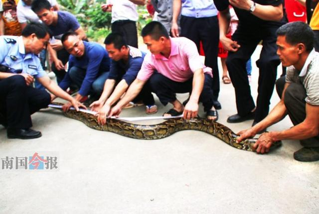村民扫墓坟头现3.1米长蟒蛇