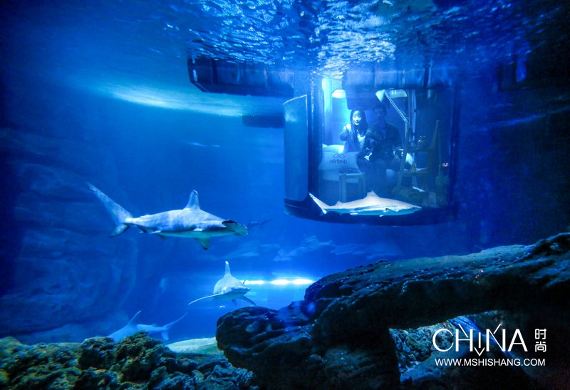 与鲨鱼“共眠” 中国情侣成功入住Airbnb巴黎水族馆“奇屋一夜”活动