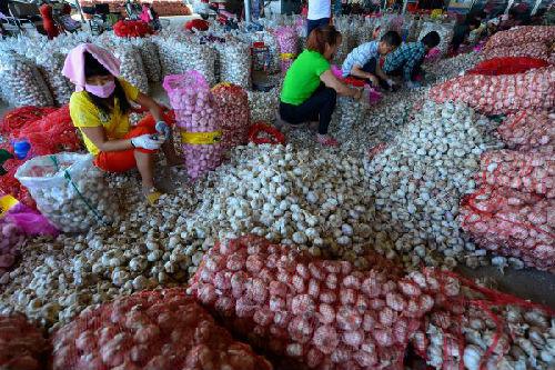 在金乡大蒜国际交易中心，收购商雇佣的农民工在挑选大蒜装袋。新华社发