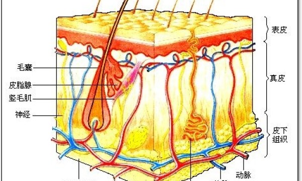 南京同仁堂碧墨颜-柒派集团防脱发、植发、秀发再生的原理技术与区别